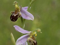 Ophrys apifera 68, Bijenorchis, Saxifraga-Willem van Kruijsbergen
