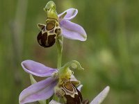 Ophrys apifera 69, Bijenorchis, Saxifraga-Willem van Kruijsbergen
