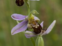Ophrys apifera 71, Bijenorchis, Saxifraga-Willem van Kruijsbergen