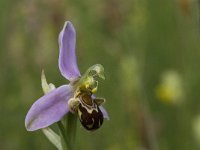 Ophrys apifera 73, Bijenorchis, Saxifraga-Willem van Kruijsbergen