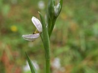 Ophrys apifera 74, Bijenorchis, Saxifraga-Hans Dekker