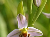 Ophrys apifera 75, Bijenorchis, Saxifraga-Hans Dekker