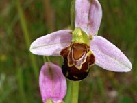 Ophrys apifera 76, Bijenorchis, Saxifraga-Hans Dekker