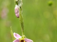 Ophrys apifera 77, Bijenorchis, Saxifraga-Hans Dekker