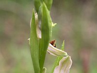Ophrys apifera 80, Bijenorchis, Saxifraga-Hans Dekker
