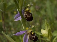 Ophrys apifera 83, Bijenorchis, Saxifraga-Willem van Kruijsbergen