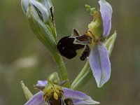 Ophrys apifera 86, Bijenorchis, Saxifraga-Willem van Kruijsbergen