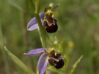 Ophrys apifera 89, Bijenorchis, Saxifraga-Willem van Kruijsbergen