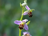 Ophrys apifera 90, Bijenorchis, Saxifraga-Bart Vastenhouw