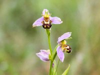 Ophrys apifera 91, Bijenorchis, Saxifraga-Bart Vastenhouw