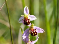 Ophrys apifera 92, Bijenorchis, Saxifraga-Bart Vastenhouw