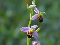 Ophrys apifera 94, Bijenorchis, Saxifraga-Bart Vastenhouw