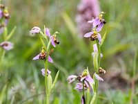 Ophrys apifera 95, Bijenorchis, Saxifraga-Bart Vastenhouw