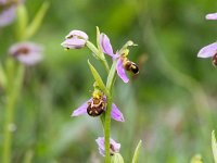 Ophrys apifera 96, Bijenorchis, Saxifraga-Bart Vastenhouw