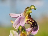 Ophrys apifera var aurita 122, Saxifraga-Hans Dekker