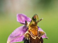 Ophrys apifera var aurita 123, Saxifraga-Hans Dekker