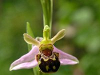 Ophrys apifera var aurita 28, Saxifraga-Hans Dekker