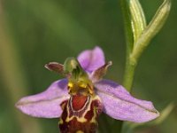 Ophrys apifera var aurita 63, Saxifraga-Hans Dekker