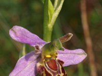 Ophrys apifera var aurita 64, Saxifraga-Hans Dekker