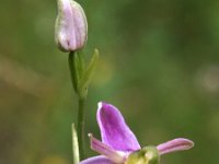 Ophrys apifera var botteronii 65, Saxifraga-Hans Dekker