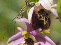 Ophrys appeninna 10, Saxifraga-Hans Dekker