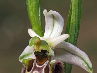 Ophrys appeninna 12, Saxifraga-Hans Dekker