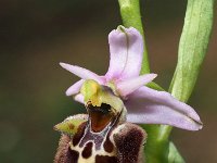 Ophrys appeninna 13, Saxifraga-Hans Dekker