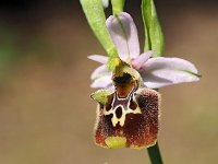 Ophrys appeninna 14, Saxifraga-Hans Dekker