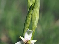 Ophrys appeninna 16, Saxifraga-Hans Dekker