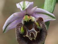Ophrys appeninna 4, Saxifraga-Hans Dekker