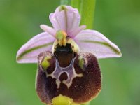 Ophrys appeninna 5, Saxifraga-Hans Dekker