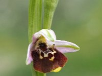 Ophrys appeninna 6, Saxifraga-Hans Dekker