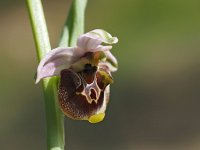 Ophrys appeninna 7, Saxifraga-Hans Dekker