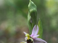 Ophrys appeninna 9, Saxifraga-Hans Dekker