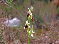 Ophrys arachnitiformis 4, Saxifraga-Hans Dekker