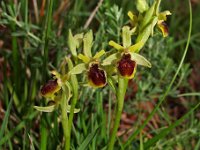 Ophrys araneola 1, Saxifraga-Hans Dekker