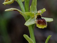 Ophrys araneola 10, Saxifraga-Willem van Kruijsbergen