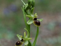 Ophrys araneola 12, Saxifraga-Willem van Kruijsbergen