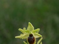 Ophrys araneola 17, Saxifraga-Dirk Hilbers
