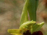 Ophrys araneola 18, Saxifraga-Willem van Kruijsbergen