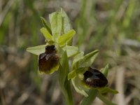 Ophrys araneola 19, Saxifraga-Willem van Kruijsbergen