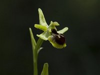 Ophrys araneola 20, Saxifraga-Willem van Kruijsbergen