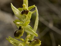 Ophrys araneola 22, Saxifraga-Willem van Kruijsbergen