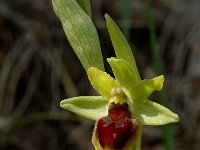 Ophrys araneola 28, Saxifraga-Marijke Verhagen