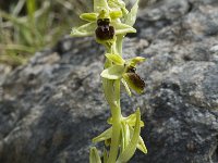 Ophrys araneola 29, Saxifraga-Marijke Verhagen