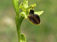 Ophrys araneola 3, Saxifraga-Hans Dekker