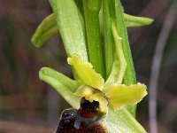 Ophrys araneola 30, Saxifraga-Hans Dekker