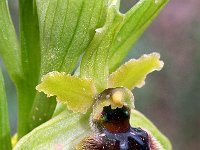Ophrys araneola 31, Saxifraga-Hans Dekker