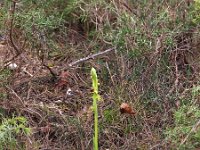 Ophrys araneola 32, Saxifraga-Hans Dekker