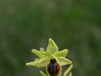 Ophrys araneola 33, Saxifraga-Dirk Hilbers